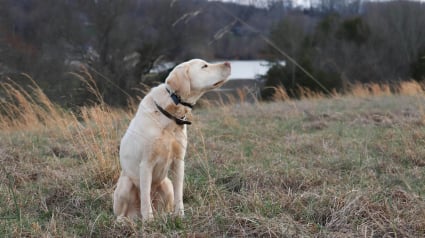 Illustration : Une &eacute;tude scientifique r&eacute;v&egrave;le que les chiens tournent en rond avant de faire leurs besoins afin de s'aligner sur le champ magn&eacute;tique terrestre