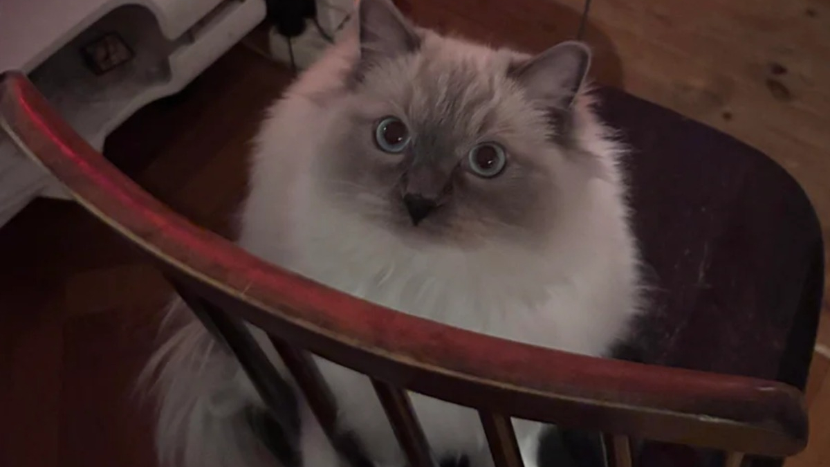 Illustration : "Une professionnelle de la garde pour animaux décide d'adopter le chat de sa cliente pour le sauver"