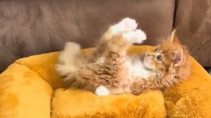 Illustration : Apr&egrave;s avoir perdu l'usage de ses pattes avant, ce chaton Maine Coon a d&eacute;velopp&eacute; sa propre technique pour jouer en &eacute;tant sur le dos (vid&eacute;o)