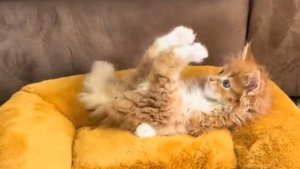 Illustration : Après avoir perdu l'usage de ses pattes avant, ce chaton Maine Coon a développé sa propre technique pour jouer en étant sur le dos (vidéo)