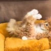 Illustration : Apr&egrave;s avoir perdu l'usage de ses pattes avant, ce chaton Maine Coon a d&eacute;velopp&eacute; sa propre technique pour jouer en &eacute;tant sur le dos (vid&eacute;o)