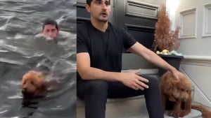 Illustration : Un Goldendoodle attir&eacute; par des oies est sauv&eacute; de la noyade dans la rivi&egrave;re par son ma&icirc;tre, une marathonienne lui offre sa couverture