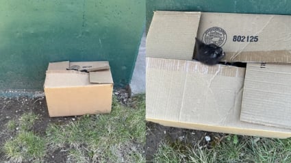 Illustration : &laquo; Son cri m&rsquo;a bris&eacute; le c&oelig;ur &raquo;, alert&eacute;e au sujet d'un carton en mouvement, une sauveteuse voit une oreille noire en surgir puis y d&eacute;couvre 3 chatons &agrave; secourir