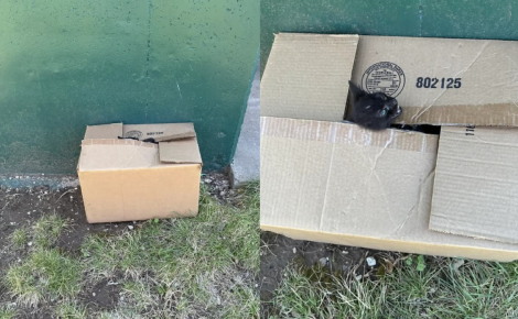 « Son cri m’a brisé le cœur », alertée au sujet d'un carton en mouvement, une sauveteuse voit une oreille noire en surgir puis y découvre 3 chatons à secourir