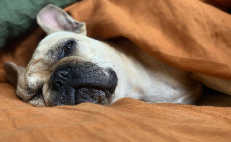 Pourquoi votre chien pousse-t-il un profond soupir avant de s'endormir ?