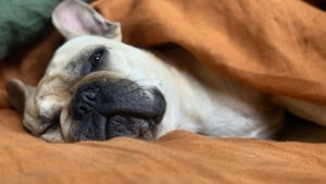 Illustration : Pourquoi votre chien pousse-t-il un profond soupir avant de s'endormir ?