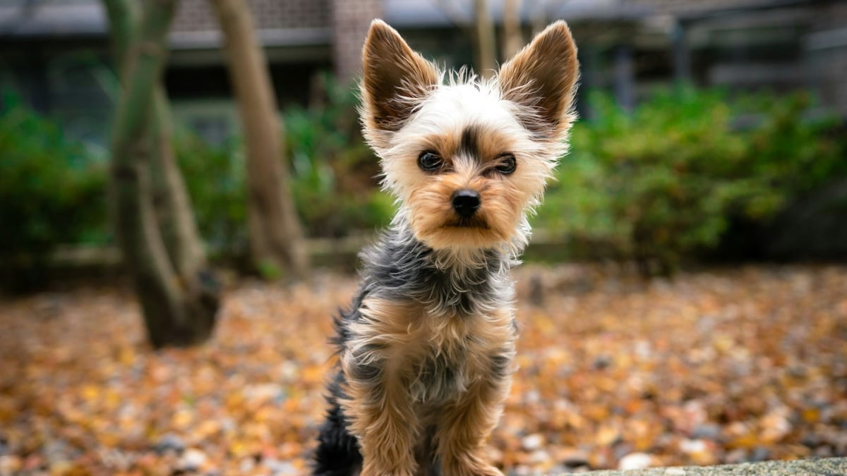 Illustration : "[Vrai ou Faux] Les petits chiens vivent plus longtemps que les grands chiens : la science répond"