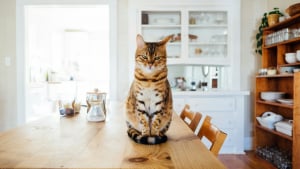 Illustration : Cartographie mentale : votre chat suit exactement vos d&eacute;placements &agrave; la voix dans la maison