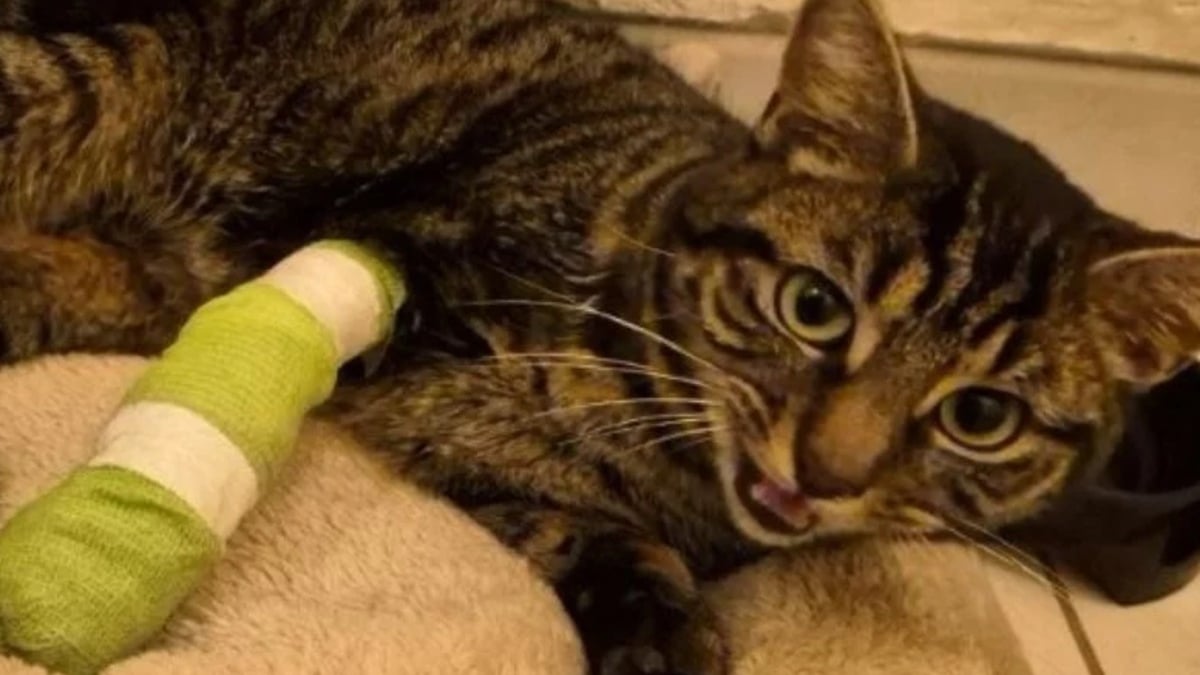 Illustration : "Ayant perdu une patte à cause d'un piège à mâchoire illégal, un chat errant du Pas-de-Calais réapprend à vivre malgré son handicap"