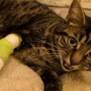 Illustration : Ayant perdu une patte &agrave; cause d'un pi&egrave;ge &agrave; m&acirc;choire ill&eacute;gal, un chat errant du Pas-de-Calais r&eacute;apprend &agrave; vivre malgr&eacute; son handicap