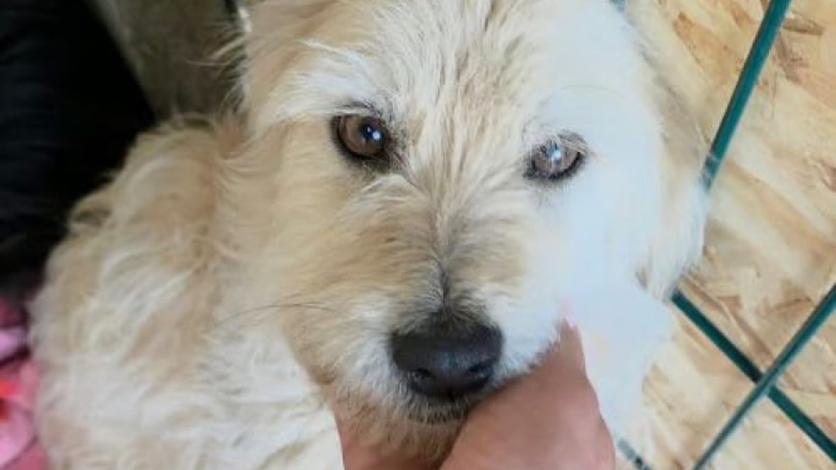 Illustration : "Nourrie une fois par semaine, cette chienne qui n'a jamais perdu sa capacité à aimer est prête à être adoptée"