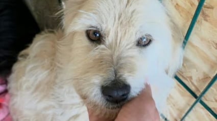 Illustration : Nourrie une fois par semaine, cette chienne qui n'a jamais perdu sa capacit&eacute; &agrave; aimer est pr&ecirc;te &agrave; &ecirc;tre adopt&eacute;e