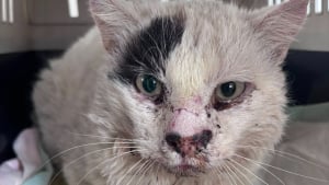 Illustration : Un chat transperc&eacute; du nez &agrave; l&rsquo;&eacute;paule par une fl&egrave;che, retrouv&eacute; vivant apr&egrave;s 5 jours d&rsquo;inqui&eacute;tude en Haute-Sa&ocirc;ne (vid&eacute;o)
