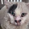 Illustration : Un chat transperc&eacute; du nez &agrave; l&rsquo;&eacute;paule par une fl&egrave;che, retrouv&eacute; vivant apr&egrave;s 5 jours d&rsquo;inqui&eacute;tude en Haute-Sa&ocirc;ne (vid&eacute;o)