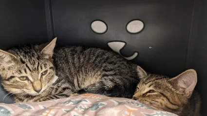 Illustration : Apr&egrave;s avoir perdu son chat de 14 ans, cette famille adopte au refuge 2 chatons ins&eacute;parables au lieu d&rsquo;un seul