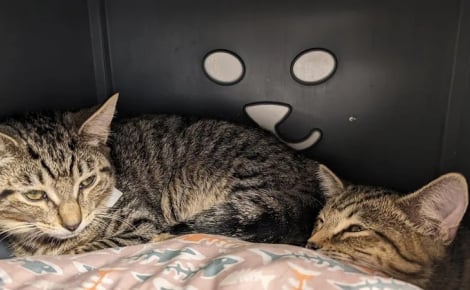 Après avoir perdu son chat de 14 ans, cette famille adopte au refuge 2 chatons inséparables au lieu d’un seul
