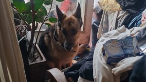 Illustration : Prisonni&egrave;re d'un balcon dans un appartement insalubre et forc&eacute;e de courir derri&egrave;re son ma&icirc;tre &agrave; v&eacute;lo, cette chienne est sauv&eacute;e et attend l'adoption
