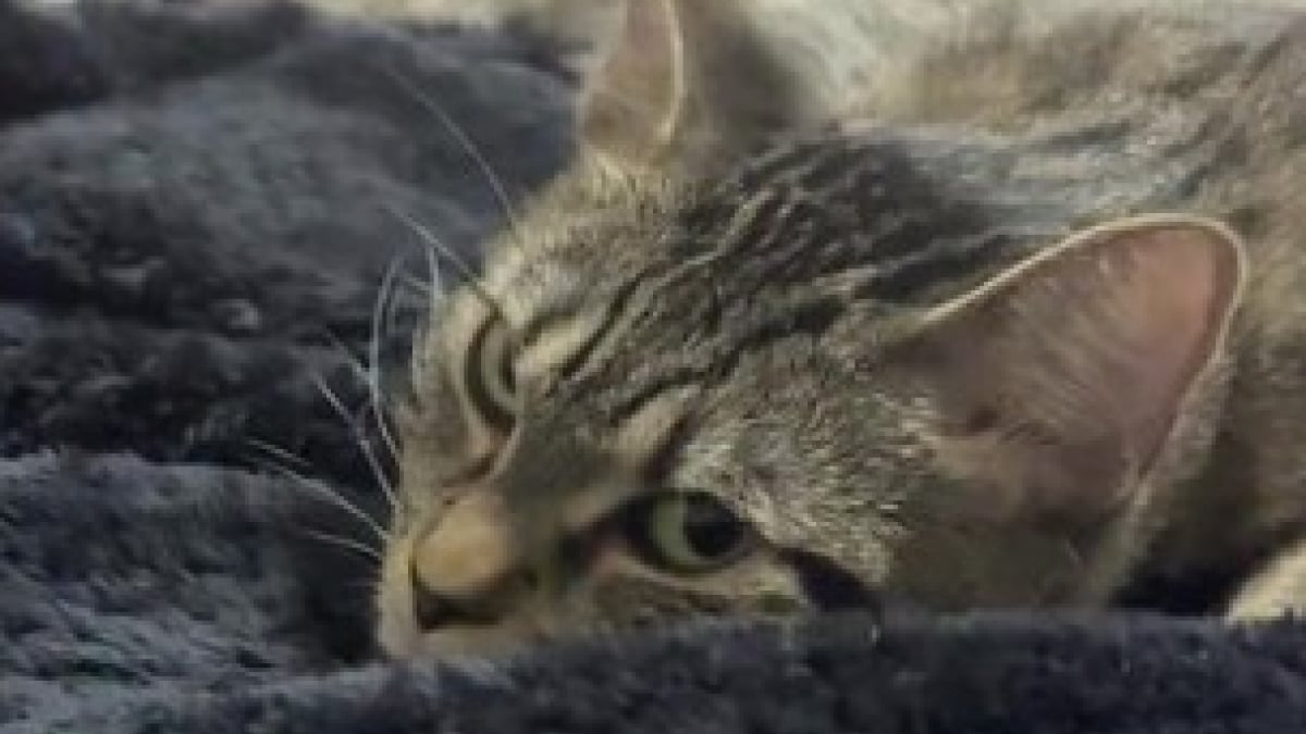 Illustration : "Une chatte réveille sa propriétaire en pleine nuit pour déposer tous ses chatons nouveau-nés sur son oreiller (vidéo)"