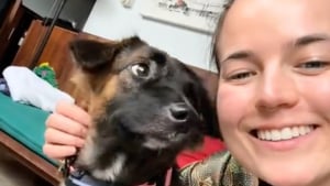 Illustration : "Une femme en vacances rencontre un chiot apeuré dans les rues de Bali et l’accueille chez elle 5 mois plus tard (vidéo)"