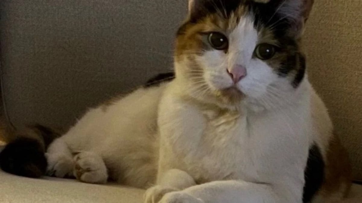 Illustration : "Disparue pendant 18 jours, une chatte est retrouvée dans la forêt à 110 km de son domicile"