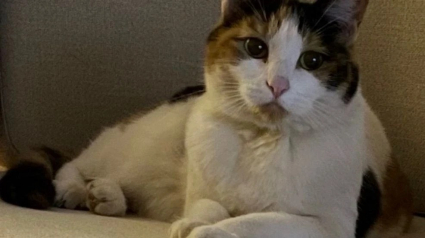 Illustration : Disparue pendant 18 jours, une chatte est retrouv&eacute;e dans la for&ecirc;t &agrave; 110 km de son domicile