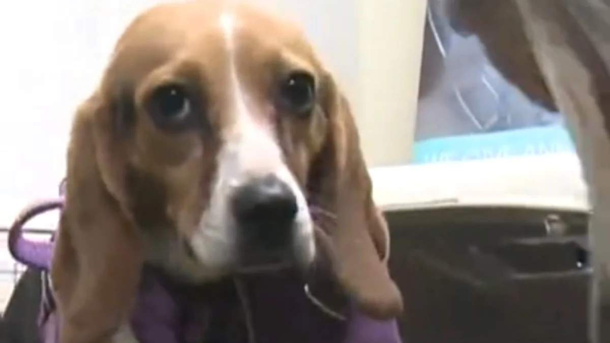 Illustration : "Ces 5 Beagles sauvés d'un laboratoire découvrent en famille d'accueil la liberté et l'amour dont ils étaient privés (vidéo)"