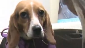 Illustration : "Ces 5 Beagles sauvés d'un laboratoire découvrent en famille d'accueil la liberté et l'amour dont ils étaient privés (vidéo)"