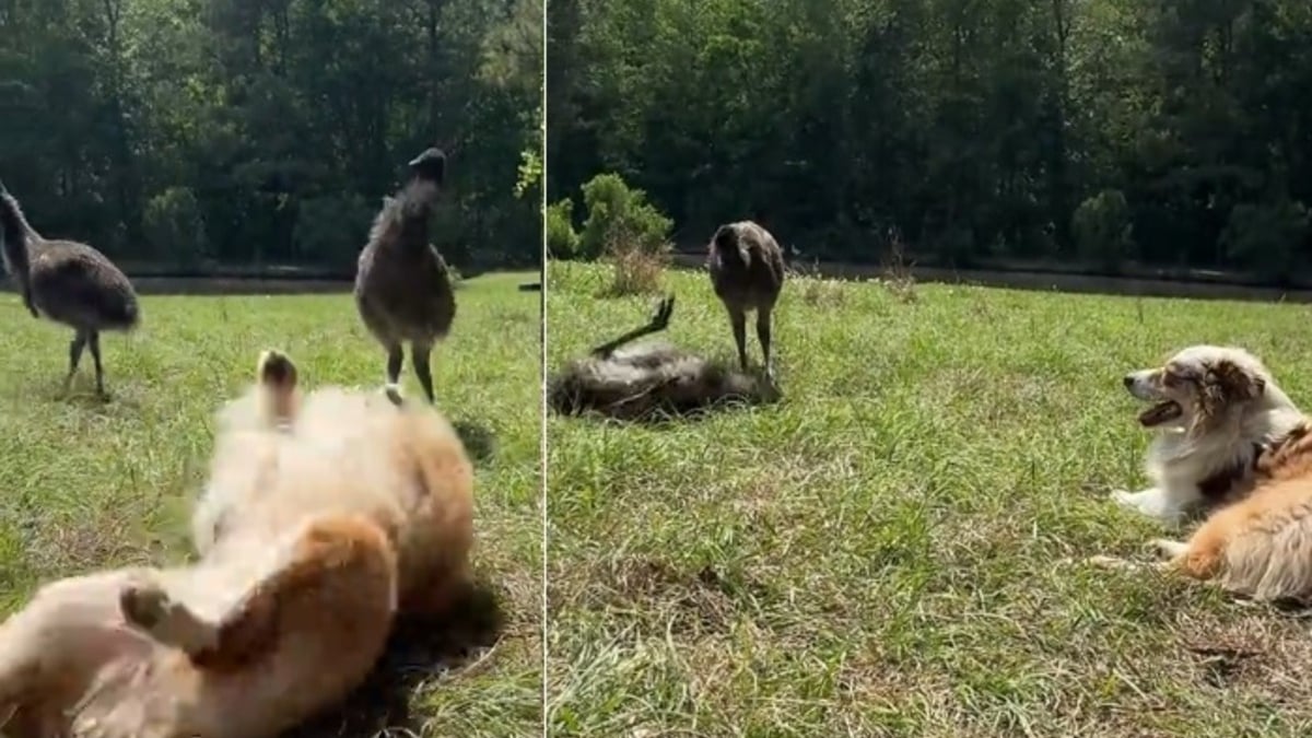 Illustration : "Un Berger Australien très enthousiaste apprend avec succès à 2 jeunes émeus à se rouler dans l'herbe (vidéo)"
