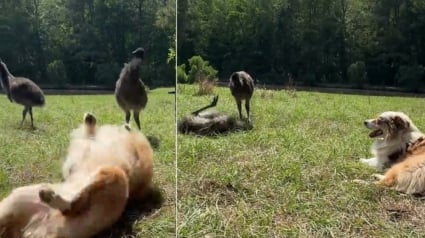 Illustration : Un Berger Australien tr&egrave;s enthousiaste apprend avec succ&egrave;s &agrave; 2 jeunes &eacute;meus &agrave; se rouler dans l'herbe (vid&eacute;o)