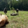 Illustration : Un Berger Australien tr&egrave;s enthousiaste apprend avec succ&egrave;s &agrave; 2 jeunes &eacute;meus &agrave; se rouler dans l'herbe (vid&eacute;o)