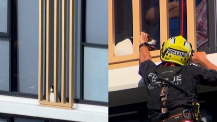 Illustration : Coinc&eacute;e 48 heures au 13e &eacute;tage, une chienne est sauv&eacute;e par les pompiers sous les applaudissements de la foule stress&eacute;e