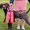 Illustration : Ce chien canadien devient le premier de sa ville &agrave; donner son sang et sauve ainsi 3 de ses cong&eacute;n&egrave;res
