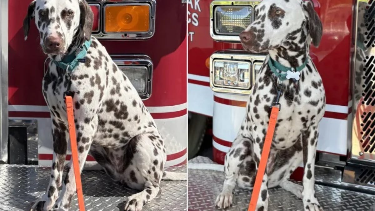 Illustration : "Laissé sans foyer après le départ en mission de son maître, un Dalmatien débute une nouvelle vie au cœur d’une caserne de pompiers"