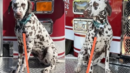 Illustration : Laiss&eacute; sans foyer apr&egrave;s le d&eacute;part en mission de son ma&icirc;tre, un Dalmatien d&eacute;bute une nouvelle vie au c&oelig;ur d&rsquo;une caserne de pompiers