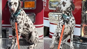 Illustration : Laissé sans foyer après le départ en mission de son maître, un Dalmatien débute une nouvelle vie au cœur d’une caserne de pompiers