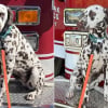 Illustration : Laiss&eacute; sans foyer apr&egrave;s le d&eacute;part en mission de son ma&icirc;tre, un Dalmatien d&eacute;bute une nouvelle vie au c&oelig;ur d&rsquo;une caserne de pompiers