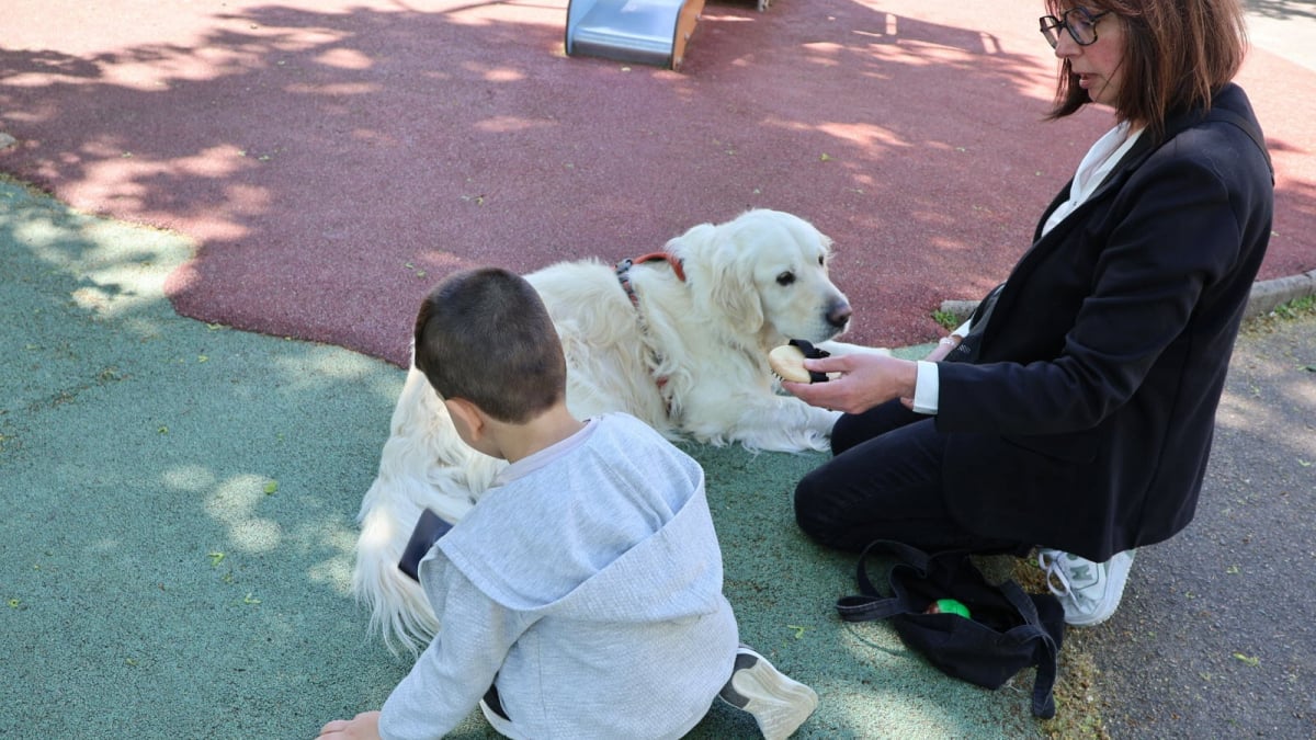 Illustration : "Pour aider des écoliers à avoir confiance en eux, un Golden Retriever leur rend visite chaque semaine"