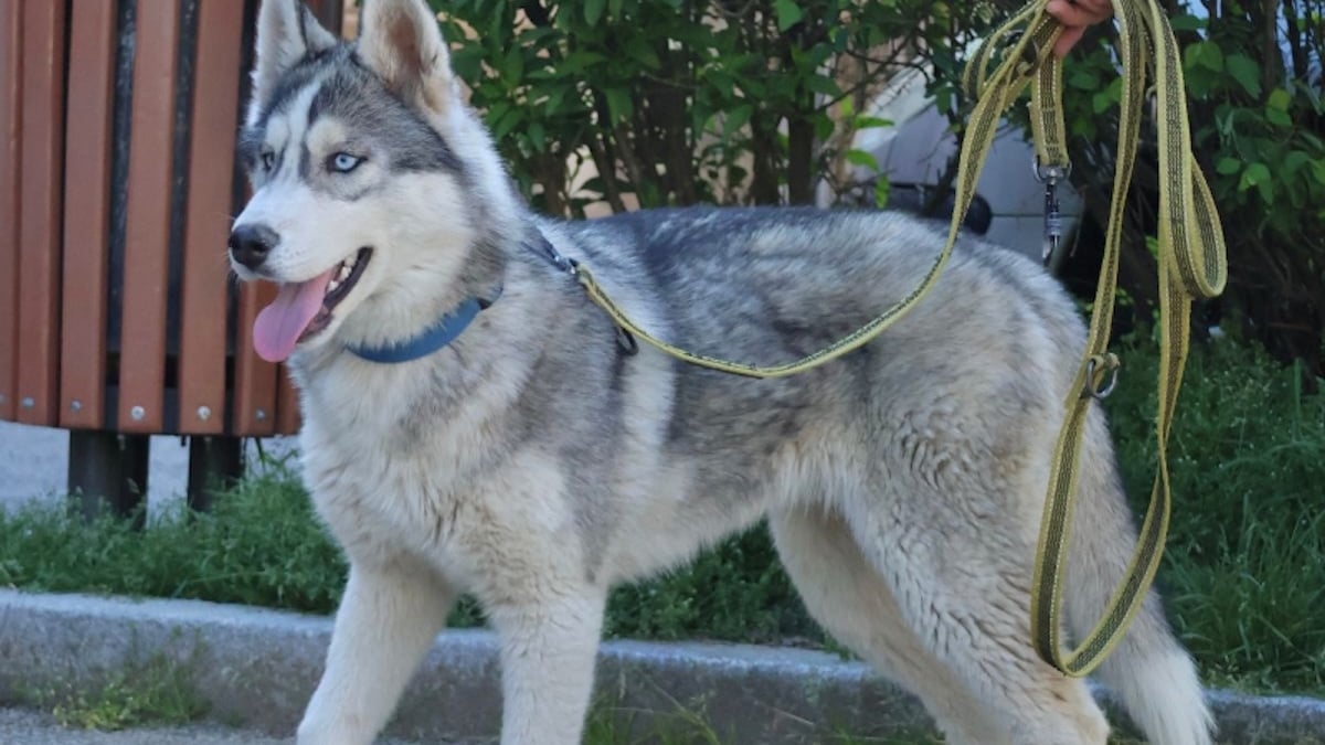Illustration : "8 annonces d’adoption de chiots qui rêvent d’appartenir à une famille "