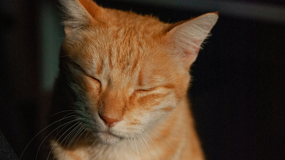 Illustration : "Le ronronnement du chat possèderait des vertus curatives sur ses fractures : qu'en dit la science ?"