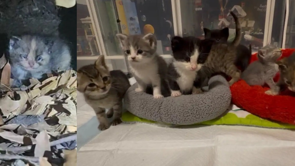 Illustration : "Venu secourir 2 chattes errantes enceintes, il sauve 7 chatons aux yeux fermés par les sécrétions et cachés sous un escalier"