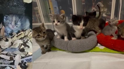 Illustration : Venu secourir 2 chattes errantes enceintes, il sauve 7 chatons aux yeux ferm&eacute;s par les s&eacute;cr&eacute;tions et cach&eacute;s sous un escalier