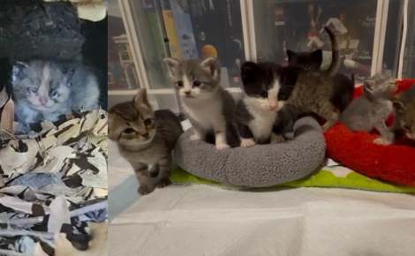 Venu secourir 2 chattes errantes enceintes, il sauve 7 chatons aux yeux fermés par les sécrétions et cachés sous un escalier