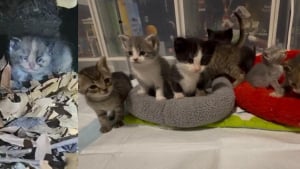 Illustration : Venu secourir 2 chattes errantes enceintes, il sauve 7 chatons aux yeux ferm&eacute;s par les s&eacute;cr&eacute;tions et cach&eacute;s sous un escalier