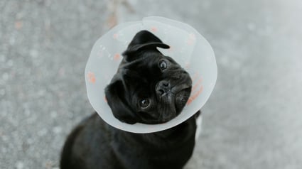 Illustration : Un chien st&eacute;rilis&eacute; va-t-il forc&eacute;ment grossir ?