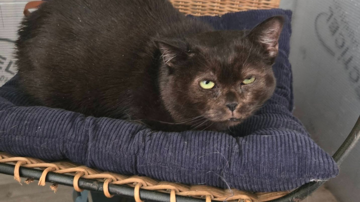 Illustration : "Un chat, retrouvé les pattes ligotées près d'un tas de croquettes par une promeneuse est pris en charge par une association qui porte plainte"