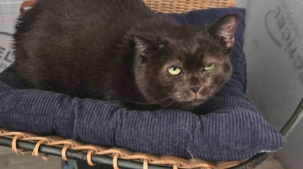 Illustration : Un chat, retrouv&eacute; les pattes ligot&eacute;es pr&egrave;s d'un tas de croquettes par une promeneuse est pris en charge par une association qui porte plainte