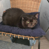 Illustration : Un chat, retrouv&eacute; les pattes ligot&eacute;es pr&egrave;s d'un tas de croquettes par une promeneuse est pris en charge par une association qui porte plainte