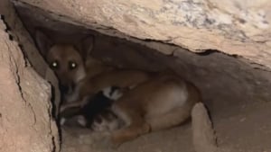 Illustration : Des b&eacute;n&eacute;voles se faufilent dans une cavit&eacute; &eacute;troite pour sauver une chienne et ses 5 chiots avant un violent orage
