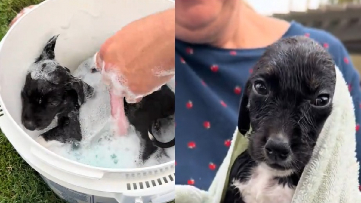 Illustration : "Cette chienne trouvée dans une station-service accorde sa confiance à ses sauveteurs et se détend dans son bain (vidéo)"