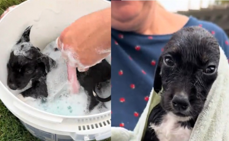Cette chienne trouvée dans une station-service accorde sa confiance à ses sauveteurs et se détend dans son bain (vidéo)